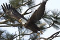 Bald eagle flies from tree branch in north Idaho Royalty Free Stock Photo