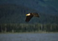 Bald Eagle in Flight Royalty Free Stock Photo