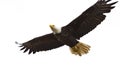 Bald Eagle in Flight Royalty Free Stock Photo