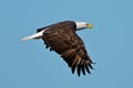 Bald eagle in flight