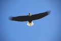 Bald eagle in flight