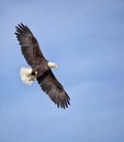 Bald eagle in flight