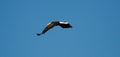 Bald eagle in flight. Royalty Free Stock Photo
