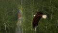 Bald Eagle in flight above a red truck on a forest road