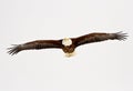 Bald Eagle in flight Royalty Free Stock Photo