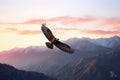 Bald Eagle in flight against the background of mountains at sunset Royalty Free Stock Photo