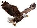 A bald eagle in flight against a white backdrop, showcasing its long wingspan and sharp talons The birds body is angled downward Royalty Free Stock Photo