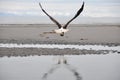 Bald eagle in flight (Alaska) Royalty Free Stock Photo