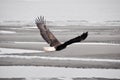 Bald eagle in flight, Alaska Royalty Free Stock Photo