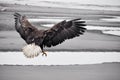 Bald eagle in flight, Alaska Royalty Free Stock Photo