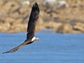 Bald Eagle in Flight Royalty Free Stock Photo