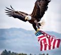 Bald Eagle In Flight With An American Flag Royalty Free Stock Photo