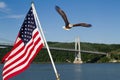 Bald Eagle in flight with the American Flag Royalty Free Stock Photo