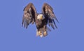 Bald eagle in flight Royalty Free Stock Photo