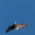 Bald Eagle From Below Royalty Free Stock Photo