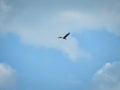 Bald Eagle in Flight: A bald eagle bird of prey raptor in flight with beak open