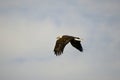 A bald eagle in flight in a blue sky