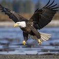 bald eagle in flight catching a fish Royalty Free Stock Photo