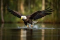 Bald eagle in flight catching fish in the river Royalty Free Stock Photo