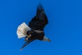 Bald eagle in flight eagles flying Royalty Free Stock Photo