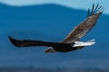 Bald eagle in flight eagles flying