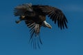 Bald eagle in flight eagles flying Royalty Free Stock Photo