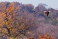 Bald eagle in flight with fall colors Royalty Free Stock Photo