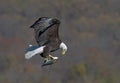 Bald Eagle in flight with a fish