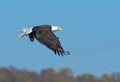 Bald Eagle in flight with a fish Royalty Free Stock Photo