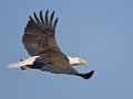 Bald Eagle in Flight with Fish Royalty Free Stock Photo