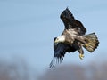 Bald Eagle In Flight With Fish Royalty Free Stock Photo