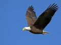 Bald Eagle In Flight With Fish Royalty Free Stock Photo