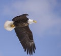 Bald eagle flight Royalty Free Stock Photo