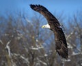 Bald Eagle in Flight