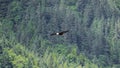 Bald Eagle in flight high above the tree tops