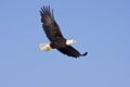 Bald Eagle in flight isolated on blue sky