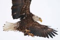 Bald eagle in flight isolated on a white background. Royalty Free Stock Photo