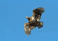 Bald Eagle in flight