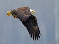 Bald Eagle in Flight with Large Fish Royalty Free Stock Photo