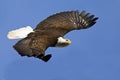 Bald Eagle in Flight Royalty Free Stock Photo
