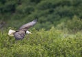 Bald eagle in flight at McNeil River Royalty Free Stock Photo