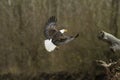 Bald Eagle In Flight in mid air Royalty Free Stock Photo