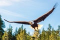 Bald Eagle in flight Royalty Free Stock Photo