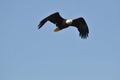 Bald eagle in flight over the ocean Royalty Free Stock Photo