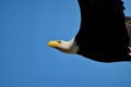 Bald eagle in flight over the ocean Royalty Free Stock Photo
