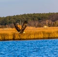 Bald eagle in flight Royalty Free Stock Photo
