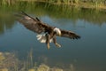 Bald Eagle in Flight Royalty Free Stock Photo