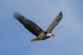 Bald eagle in flight in the sky