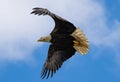 Bald Eagle in flight, soaring in mid-air Royalty Free Stock Photo