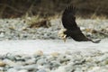 Bald Eagle In Flight in mid air Royalty Free Stock Photo